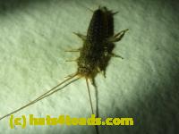 /home//u458753944/public_html/sourcegallery//Insects and small critters/silverfish (Zygentoma)/P1060386.JPG